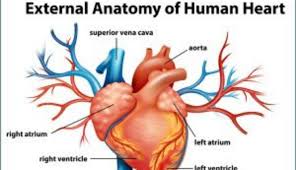 This is an online quiz called label the heart and blood vessels! How Important Are Heart Valves Abiomed Com