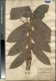 Image result for Trachyphrynium braunianum