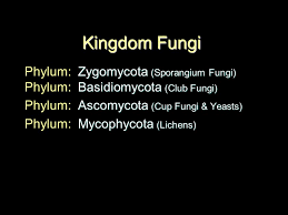 Kingdom Fungi Phylum Zygomycota Sporangium Fungi Phylum Basidiomycota Club Fungi Phylum Ascomycota Cup Fungi Yeasts Phylum Mycophycota Ppt Video Online Download