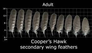 Photograph by joel sartore, national geographic photo ark. The Feather Atlas Feather Identification And Scans Feather Identification Cooper S Hawk Feather
