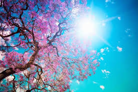 Wallpaper bunga sakura terindah 59 pictures bunga sakura. Unduh 55 Gambar Animasi Bergerak Bunga Sakura Gugur Happy Onam 2019 640x1024 Wallpaper Teahub Io