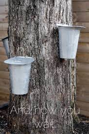 Have A Maple Tree How To Tap A Maple Tree For Making Syrup Maple Tree Bark Maple Tree Diy Maple Syrup