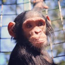 What An Uplifting Update It S Been One Year Since Mussa Was Rescued By Lwiro Primate Centre In The Drc And He Is Appearing Stronger Animales