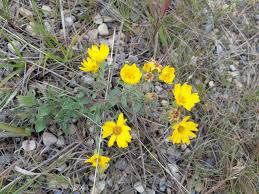 Image result for Xerophyta squarrosa