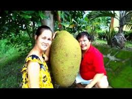 New Biggest Fruit In The World Fruit World Edible Flowers