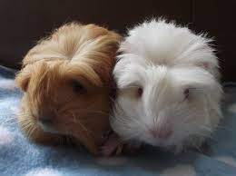 Pin On Baby Guinea Pigs