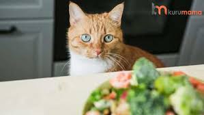 Kediler Nasil Odullendirilmeli En Iyi 5 Kedi Odul Mamasi Evcil Hayvan Blogu