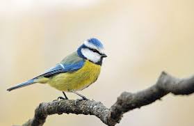 8 Beaux Oiseaux A Observer Cet Hiver Dans Son Jardin En 2020 Beaux Oiseaux Oiseaux Mesanges Bleues