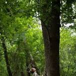 In The Company of Trees: A Retreat at Wolf Ridge