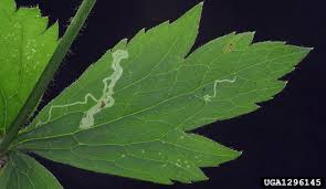 Image result for phytomyza gymnostoma