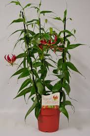 Image result for Gloriosa superba