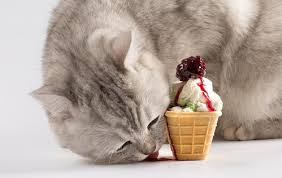 Cats can be fed fresh meat as part of a balanced diet, which is thoroughly cooked through and with all bones removed to prevent obstruction of the digestive system or from damaging their teeth. Can Cats Eat Ice Cream Find Out Here