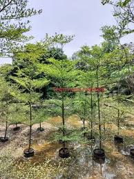 Image result for Terminalia mantaly
