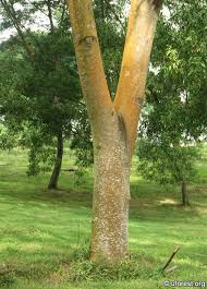 Image result for Albizia falcataria