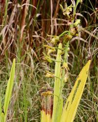 Image result for Eulophia alta