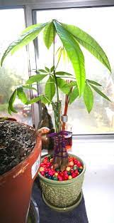 Four Ways To Grow Reproduce Bonsai Trees Money Tree Plant Care Money Tree Plant House Plant Care