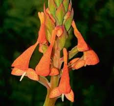 Image result for Disa robusta