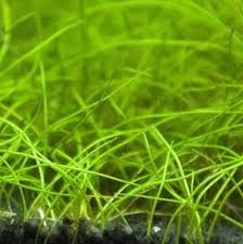 Image result for Tetrapogon tenellus