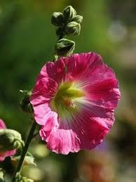 9 Fleurs Comestibles Du Jardin Pour Des Recettes Colorees En 2020 Fleurs Comestibles Fleurs Liste De Fleurs