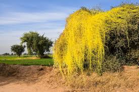 Image result for Phragmanthera cornetii