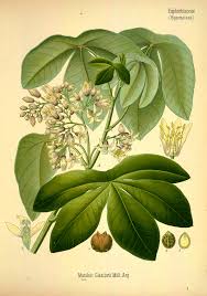 Image result for Manihot glaziovii