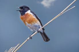 Image result for Chaetocarpus africanus