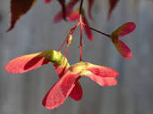 Profile Picture of Calliope B Samaras in Atkinson, NH - (603) 362-6414, 6033626414 | 411on Google