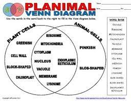 Maybe you would like to learn more about one of these? Animal Cell Plant And Animal Cells Venn Diagram