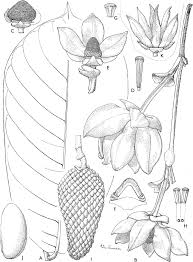 Image result for Polyceratocarpus gossweileri