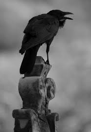 Tan Bird With Black And White Wings Allz Me Life I Wuz Only Waitin Fer Dis Moment To Arrive Black Bird Crow Raven