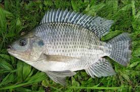 Cara Budidaya Ikan Mujair Nila Ikan Binatang Babon