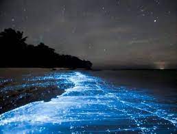 Nature Art On Twitter Most Romantic Places Romantic Places Bioluminescent Bay