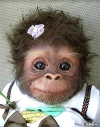 10 Grappige Dieren Foto S Grappige Dieren Dieren Dieren Foto S