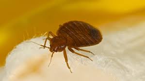 Que faire contre les punaises. Punaises De Lit Comment Les Eviter Et S En Debarrasser