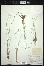 Image result for Cyperus aterrimus