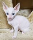 Cornish Rex Kittens - Browncoats Cornish Rex Cattery