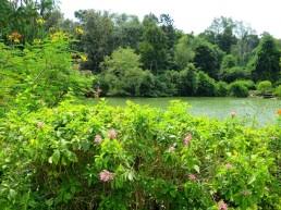 Image result for Ruspolia seticalyx