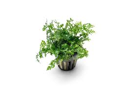 Image result for Bolbitis