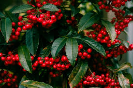 Image result for Ardisia staudtii