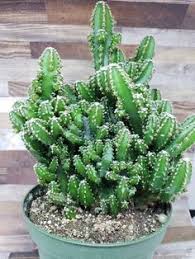 How to make your milk jug bird feeder: 80 Best Fairy Castle Cactus Ideas Fairy Castle Cactus Fairy Castle Cactus