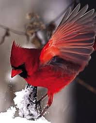 Blue Birds That Look Like Cardinals Image Result For Cardinal Wing Pet Birds Cardinal Birds Blue Bird