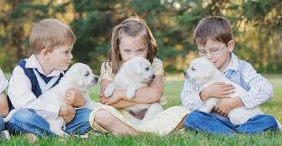 Find labrador retrievers for sale in brampton, ontario on oodle classifieds. Ace Labradors Family Raised Responsibly Bred Ckc White Lab Pups