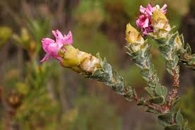 Image result for Penaeaceae