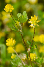 Image result for Trifolium campestre