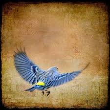 Blue Bird With Orange Wings Bluebird Photograph Print Or Canvas Square Blue Bird Brown Nature Photography Flight Wings Feather Wall Art Bluebird On The Wing Flying Bird Tattoo Birds Flying Flying Tattoo