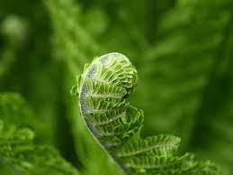 More than 10,000 species of ferns grow throughou. Best Ways To Kill Ferns In A Garden Gardening Tips And Tricks