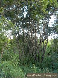 Image result for Diospyros dichrophylla