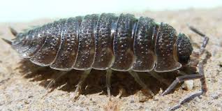 Zu ihrer nahrung gehören organische substanz, wie z.b. Kellerassel Porcellio Scaber Verminscout
