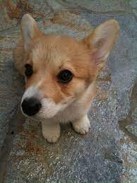 Akc corgi puppies 1 female and 1 male available. Make Sure You Get My Good Side Says The Young Diva Corgi Corgi Funny Cute Animals Corgi