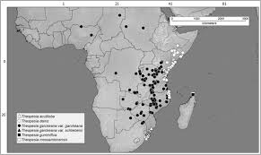 Image result for Cienfuegosia gerrardii